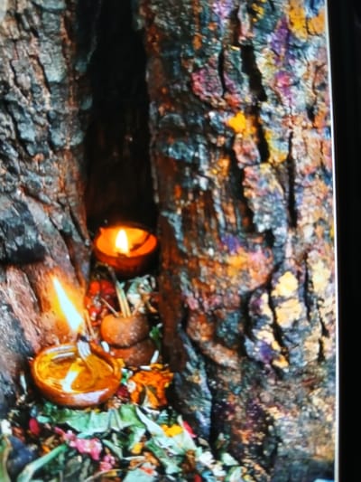 The image depicts a scene in Bengaluru, India, featuring two small coconut shell lamps nestled amongst the roots of a tree. The lamps are lit, casting a warm glow on the surrounding area. Dried leaves and flower petals are scattered around the base of the tree. The tree's bark is rugged and textured.