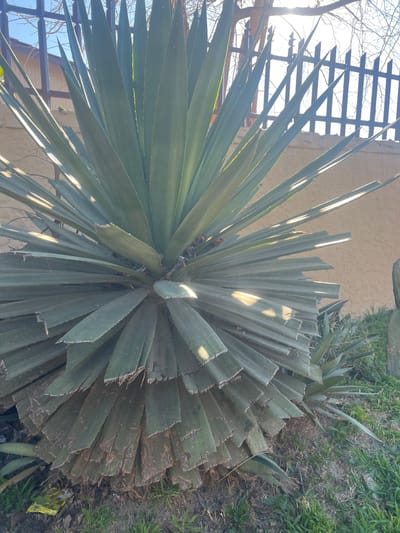 An exterior shot captures an agave plant with numerous long, stiff, green leaves radiating outwards from its center. The lower leaves appear older and more weathered, with ragged edges and a slightly drooping posture. Sunlight filters through the upper leaves, creating dappled patterns of light and shadow on the plant and the surrounding ground. In the background, a light-colored stucco wall is visible, topped by a dark metal fence with pointed finials. Bare tree branches can be seen against a bright sky, suggesting a cooler season. The ground around the plant is covered in dry leaves, dirt, and patches of green grass. A small, yellow, foil-wrapped object lies on the ground near the base of the agave. The scene appears to be in a residential or garden setting within Johannesburg, South Africa.