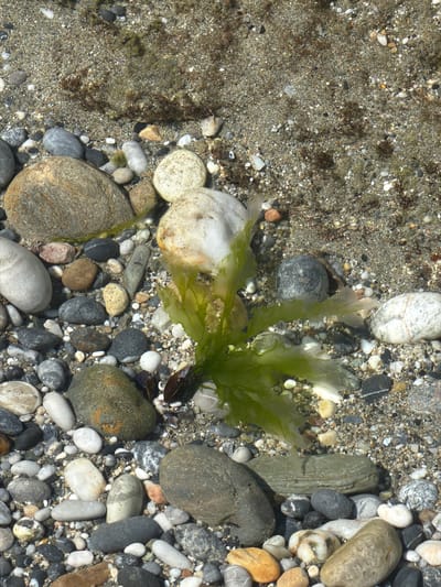 The image shows a close-up view of a rocky beach in Alanya, Turkey, with a cluster of green seaweed resting on wet pebbles and sand. The seaweed is translucent and appears to be recently washed ashore. The pebbles are of various sizes, colors, and textures, ranging from small, light-colored grains to larger, darker stones. Some of the larger rocks are smooth and rounded, while others have rougher surfaces. The sand is a mixture of fine grains and larger particles, with occasional bits of darker organic matter. The water appears to be shallow, as the pebbles and sand are clearly visible and wet. There are no people or animals visible in the image. The overall impression is one of a natural beach environment, likely along the Mediterranean coast of Alanya.