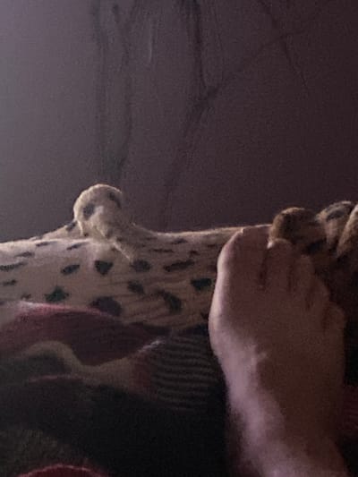 The image depicts a close-up view of a spotted fabric, possibly a blanket or upholstery, and a human foot with visible toes. The fabric has irregular dark spots on a lighter background. The foot is positioned in the foreground, appearing to rest on the spotted material. The background is dark and blurred, with some texture suggesting a wall or furniture. There are no discernible elements that would indicate a specific location in Zastavna, Ukraine. The overall scene is domestic in nature, with no obvious activity or interaction occurring.