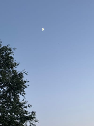 The image shows a clear, light blue sky with a crescent moon visible in the upper center. To the left, the upper branches of a dark green tree with narrow leaves extend into the frame. The scene appears to be outdoors, likely during daylight or twilight, with no discernible urban elements or people present to indicate a specific location within Bila Tserkva, Ukraine.