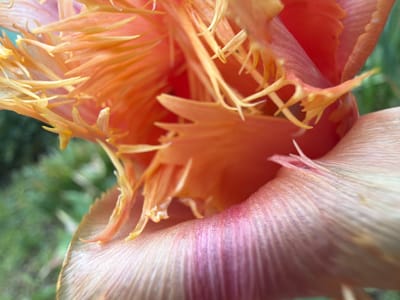 This image shows a close-up of a vibrant, partially opened flower with fringed petals. The flower's interior displays a range of warm colors, including peach, orange, and shades of red. Delicate tendrils or filaments are visible within the bloom, adding to its textured appearance. One of the outer petals exhibits subtle striations and a color gradient from pale pink to a deeper reddish-purple, indicating its position and form. The background is blurred, suggesting green foliage, but the focus is tightly on the floral structure. The photograph appears to be taken outdoors, likely in a garden or natural setting. There is no indication of the city of Debrashtitsa or Bulgaria, and there are no people, subjects, objects, actions, or interactions other than the flower itself and its immediate environment.