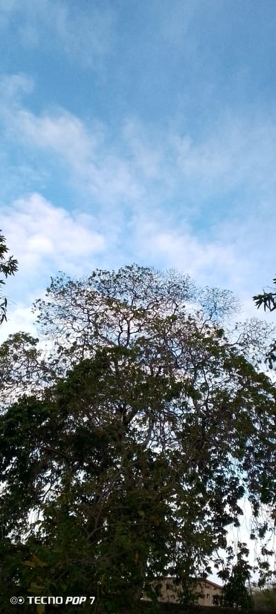 An upward-facing medium shot captures the dense foliage of a large tree against a bright blue sky with scattered white clouds. The tree's branches are intricately detailed, with some areas covered in lush green leaves and others showing sparser, bare branches reaching towards the sky. The lower portion of the image is dominated by the tree's canopy, obscuring most of the background. In the bottom left corner, the text "TECNO POP 7" is visible. A hint of a building or structure can be seen through a gap in the leaves at the bottom right. The scene appears to be outdoors in Altagracia, Venezuela.