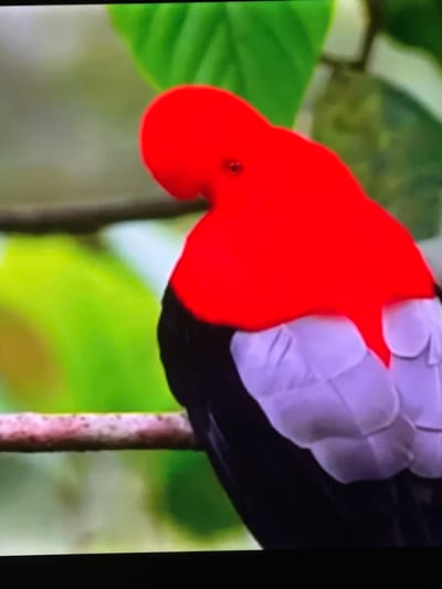 The image shows a close-up of a bird with a bright red head and chest, and a black body with light purple or grey feathers on its back. The bird is perched on a branch, and the background is blurred green foliage. The image is a still from a video, evidenced by the dark bottom edge that appears to be part of a screen or monitor. The image does not depict any part of the city of Casablanca, Morocco.