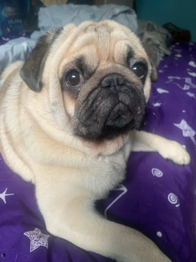 This is a close-up, top-down shot of a fawn-colored pug lying on its back. The pug is looking directly at the camera with its large, dark eyes. Its face is characterized by characteristic pug wrinkles and a black muzzle. One of its front paws is raised upwards. The pug is lying on a purple surface with a pattern of white stars and swirls. The background is out of focus, showing hints of a bed with gray and blue bedding. The lighting suggests it's indoors, possibly during the day. The pug appears relaxed and perhaps playful. There is no visible text in the image.