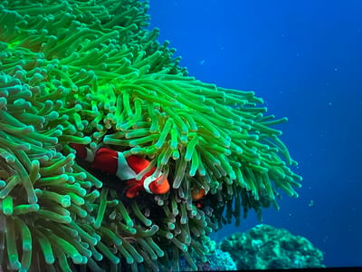 The media file is a close-up, eye-level, underwater shot of a vibrant green sea anemone teeming with life. The anemone's long, flowing tentacles fill most of the frame, creating a lush, textured environment. Peeking out from between the tentacles are two clownfish. The larger clownfish, predominantly orange with distinct white stripes outlined in black, is positioned to the left, its body partially obscured by the anemone. A smaller clownfish, similarly colored but less visible, is nestled deeper within the tentacles on the right.

The background is a deep, clear blue, suggesting an open ocean or aquarium setting. Scattered throughout the blue water are tiny white specks, possibly plankton or air bubbles, adding a sense of depth and movement. In the lower right corner, a portion of a rocky reef formation is visible, providing further context to the underwater ecosystem.

The lighting is bright, illuminating the green of the anemone and the vivid colors of the clownfish, highlighting the textures of the tentacles and the scales of the fish. The overall impression is one of natural beauty and tranquility within a marine environment. There is no visible text in the image. Given the location context of Hamburg, Germany, this scene is likely found in an aquarium.