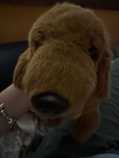 A close-up shot shows a plush, brown dog toy with black button eyes and a large, black nose. The toy is resting against a light-skinned forearm adorned with a silver charm bracelet. The background includes a dark green fabric and what appears to be a wooden surface. The image provides insufficient information to determine the location in Panagyurishte, Bulgaria.