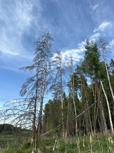 The image depicts a forest scene, likely in Bormist, Russia, given the prompt. The perspective is looking upwards through the trees towards the sky. Several trees are visible, some with green foliage indicating they are alive, and others are bare and appear dead or dying. The sky is blue with wispy clouds. The foreground shows green vegetation along the ground. There are no people visible in the image.