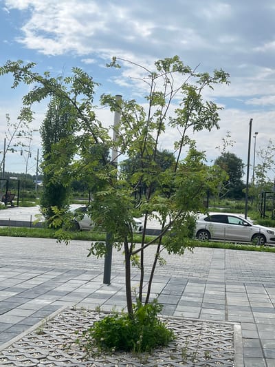 The image depicts an outdoor scene with a young tree in the foreground, its branches with green leaves and small clusters of berries reaching towards a cloudy blue sky. The tree is planted in a permeable paving grid filled with small stones and some low-lying green plants. Behind the tree, a paved walkway made of interlocking gray and black rectangular pavers is visible. Further back, two white cars are parked on a grassy area next to the paved walkway. In the background, there are more trees, streetlights, and some architectural elements that suggest a public space or park. A person is seated on a bench to the left of the frame, under a tall, slender tree with sparse foliage. The scene appears to be located in a modern urban or suburban setting. This location is identified as the Komsomolsky Park in Yekaterinburg, Russia.