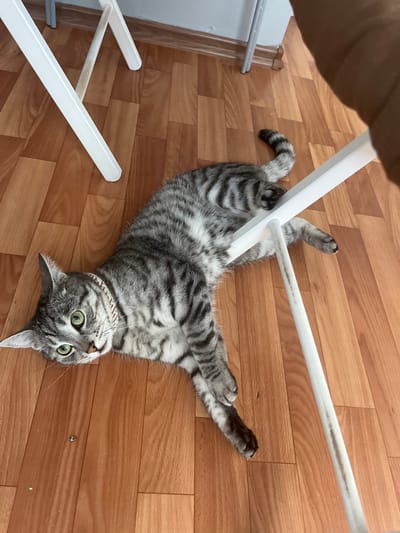 A tabby cat is lying on its side on a wooden floor, partially obscured by the white legs of a chair. The cat is looking at the camera with green eyes, and its body is striped grey and black. The floor is made of wooden planks with a reddish-brown hue. In the background, the legs of another chair are visible, as well as a white baseboard. There is no discernible location in Krasnodar, Russia.