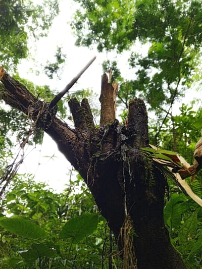 A forensic examination of an outdoor scene in Silvino Lobos, Philippines, depicts a severely damaged tree trunk, viewed from a low-angle perspective looking upwards. The central subject is a thick, dark brown tree trunk, textured with moss and other organic growth, appearing moist. Multiple large branches are visibly fractured, presenting jagged, splintered edges at various heights.
A slender, dark-colored stick-like object protrudes diagonally upwards and to the left from a prominent fracture point on the upper left side of the trunk. Dark, tattered fibrous material, possibly deteriorated bark or debris, is clinging to the bark, particularly around the broken areas.
The environment is characterized by dense, verdant foliage. Large, broad green leaves are present in the lower foreground. The upper and background areas are filled with a thick canopy of diverse green trees, partially obscuring a bright, diffused white sky, indicating an overcast condition or deep canopy cover. No individuals or animals are present in the frame.