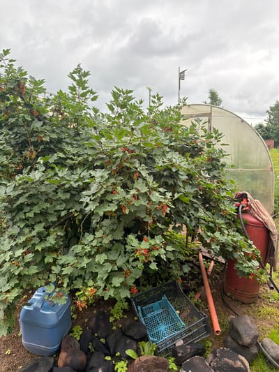 This is a vertical, outdoor, daytime photograph taken in Бронница, Russia. The scene appears to be a garden or yard, with a large bush bearing red berries dominating the foreground. Behind the bush, a greenhouse structure is visible, with a curved translucent roof supported by a wooden frame. To the right of the bush, a large red barrel, partially covered by a patterned cloth, rests on the ground. Nearby, a blue plastic container and a black plastic crate are also present. The ground is covered with soil and some green plants, with a scattering of dark rocks on the right side of the image. The sky is overcast with clouds, suggesting a possibly humid or rainy day. There is no visible text in the image.