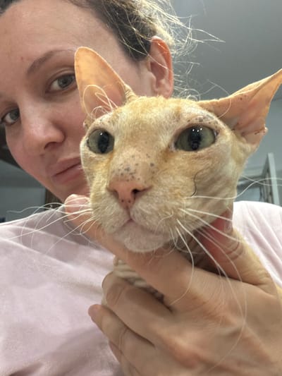 A close-up, waist-up shot shows a person holding an orange, short-haired cat. The person, whose face is partially obscured by the cat, has light skin and dark hair pulled back. They are wearing a pink shirt. The cat's fur is short and light orange with darker spots on its face and ears. The cat has large, greenish-yellow eyes and long white whiskers. The person's hand is visible, supporting the cat's head. The background appears to be indoors, with a neutral-colored wall and possibly some shelving. The image was captured in a domestic setting in the city of Tekeli, Kazakhstan.
