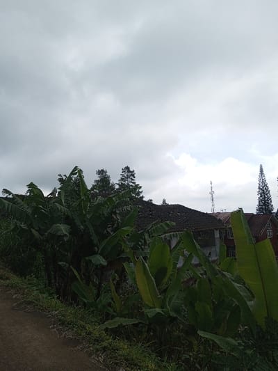 The scene depicts an outdoor environment, possibly a residential or semi-rural area in Kondha, India, under an overcast sky. In the foreground, a dark dirt or gravel path runs along the left, bordered by green grass and dense foliage. Numerous banana plants (Musa species) with large, broad green leaves dominate the midground, obscuring much of the view. Behind the vegetation, the dark, tiled roof of a building is visible. Further to the right and in the background, another multi-story building with a red-tiled roof and reddish-brown exterior is partially visible. Several tall evergreen trees (likely conifers) are scattered across the background, and a metallic lattice telecommunications tower stands prominently in the mid-distance on the right side. No people or animals are visible, and no actions or interactions are depicted.