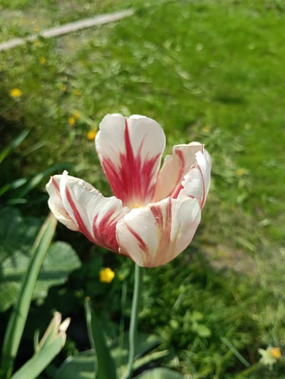 A close-up shot of a single, blooming tulip in a garden setting. The tulip has white petals with irregular red stripes. The flower is open, revealing its interior. It sits atop a slender, green stem. The background features a grassy lawn with some small, yellow flowers interspersed. Additional green foliage surrounds the base of the tulip. The location appears to be an outdoor garden. The location is Красный Маяк, Russia. No people are present.