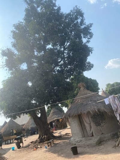 The image depicts a daytime scene in Zaki Biyem, Nigeria, under a clear blue sky with minimal cloud cover. The environment is unpaved, consisting of reddish-brown dirt. A large, mature tree with dense green foliage and numerous visible fruits (likely mangoes) dominates the left and central portion of the frame, its thick trunk rooted in the foreground.
Multiple traditional round huts with mud walls and conical thatched roofs are distributed across the scene. In the mid-right foreground, a hut exhibits a dirt-colored exterior with a dark, fabric-covered entrance. A clothesline, suspended roughly horizontally, extends from this area, displaying several pieces of laundered clothing. Another dark bucket rests on the ground near this hut.
In the lower-left foreground, a person, dressed in light-colored clothing, is bent over a large, dark, mortar-like object, engaged in a pounding or grinding motion. A light blue bucket sits nearby. Further left, a small group of individuals is gathered near a long, light-colored wooden bench or table in front of another thatched hut. Their specific actions are indistinct due to distance. Additional huts and trees are visible in the background, some with hints of corrugated metal roofing. A small, light-colored wooden stool is positioned at the base of the large central tree.