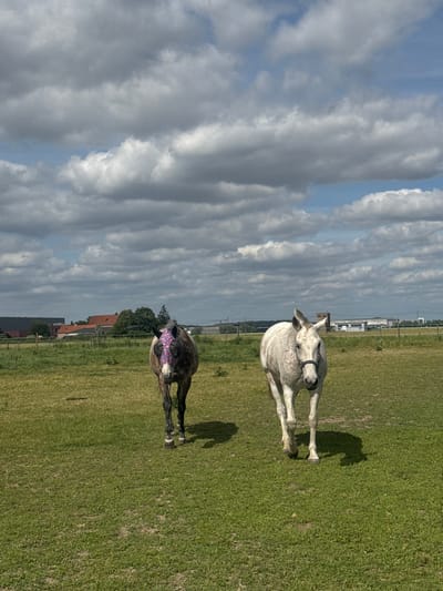 The image shows two horses in a grassy field in Estaimpuis, Belgium. One horse is light gray with a dark bridle and the other is dark brown with a floral face mask. The sky is cloudy with patches of blue. Buildings are visible in the background.