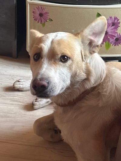 A tan and white dog is resting on a light-colored wooden floor. The dog is looking upwards and to the left, with its head tilted. Its ears are perked up, and its eyes are a dark brown. A pink nose is visible, and its mouth is slightly open, revealing a bit of its tongue. The dog's front paws are resting on the floor in front of it.
In the background, to the left of the dog, is a framed object with a light beige, textured surface. On this surface, there are three purple flowers with many petals and green leaves. One flower is in the foreground, and two are behind it. The frame appears to be white. Below this framed object is a dark gray surface.
The lighting suggests it could be daytime, possibly indoors, as there is no indication of weather conditions. The overall scene is one of domestic tranquility, with the dog appearing relaxed and perhaps curious. The location context is Yanevo, Russia. There is no visible text in the image.