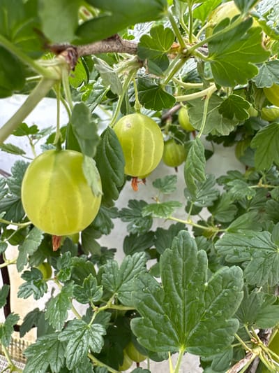 This is a close-up, slightly upward-facing photograph of unripe gooseberries growing on a bush. The gooseberries are a pale green color and some have faint vertical stripes. They are attached to branches by thin stems, and some are partially obscured by large, lobed green leaves. The leaves appear slightly wet, suggesting recent rain or watering. The background is out of focus and appears to be a pale, textured surface, possibly a wall. The image does not provide any information that would allow for the determination of its location in Yaroslavka, Russia, or any details about people, actions, or interactions.