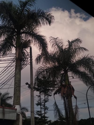 The image depicts a view of palm trees and electrical infrastructure against a cloudy sky, potentially at dusk. The scene is framed by the edge of a vehicle, suggesting the photograph was taken from inside a car.
In the foreground, the trunk of a large palm tree is visible, its rough, textured bark patterned with horizontal rings. Its fronds, dark and feathery, extend outwards. To the right of this palm, another similar tree is partially visible, also with dense foliage.
A tall, cylindrical concrete utility pole stands prominently in the mid-ground, with several horizontal bands encircling its upper section. Numerous electrical wires crisscross the frame, connecting to various points and creating a complex network. Some of these wires appear to be strung from the utility pole.
In the background, more trees, including what appear to be tall, slender pine trees, are visible further back, adding depth to the scene. The sky is filled with a mix of dark and lighter clouds, tinged with shades of purple and pink, indicating a low light condition, possibly sunset or sunrise.
The bottom left of the image shows a portion of a structure, possibly a building or a vehicle, with a white and red roof edge. The overall impression is one of an urban or semi-urban environment where nature, specifically palm trees, coexists with significant electrical infrastructure. The location is Lembang, Indonesia.