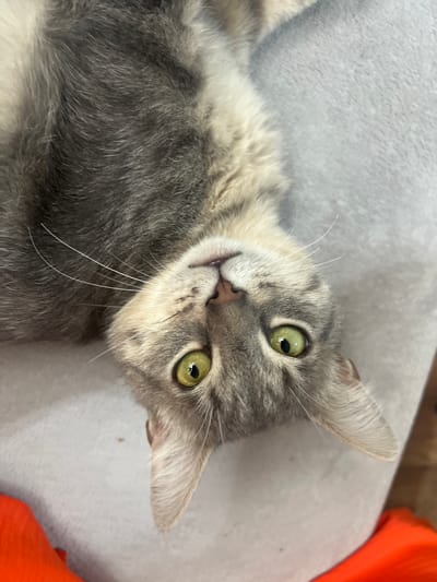 A grey tabby cat lies on its back on a light gray surface, with its head tilted upwards. The cat has bright green eyes and white whiskers. In the bottom left and bottom right corners of the image, portions of bright orange fabric are visible. The background is a light gray, textured surface. No specific location in the city of Pshekhskaya, Russia, can be determined from the provided image.