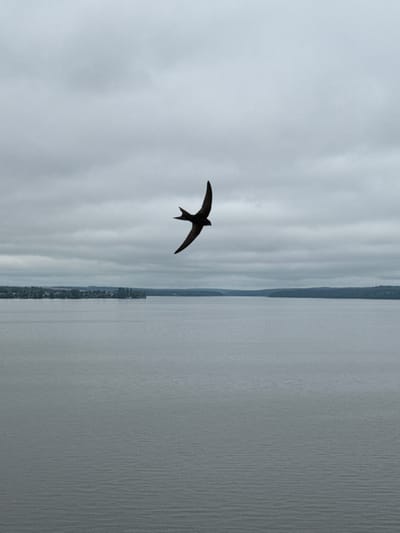 An overhead drone shot captures a lone, dark bird in mid-flight against a cloudy sky. The bird is silhouetted and appears to be a swift, with its wings spread in a characteristic crescent shape. Below the bird, a wide expanse of grey water stretches towards a distant, tree-lined shore. The shoreline is dotted with buildings, suggesting a settlement on the coast. The sky is overcast with heavy, grey clouds. This scene is likely Votkinsk, Russia, a city known for its picturesque location on the Votkinsk Reservoir, a large man-made lake on the Kama River. The overall atmosphere is muted and serene, emphasizing the bird's solitary flight.