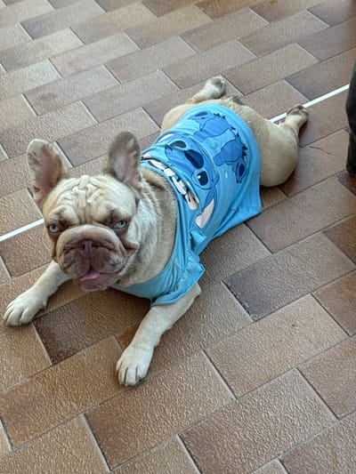 A fawn-colored French bulldog is lying on its belly on a tiled floor. The dog is wearing a light blue t-shirt with a picture of Stitch from Lilo & Stitch printed on it. The dog's tongue is sticking out slightly. The floor is made of rectangular tiles arranged in a herringbone pattern, with variations in color from light brown to dark brown. The lighting suggests it is daytime. The image composition is a high-angle shot looking down at the dog. The scene appears to be outdoors on a patio or balcony, as indicated by the tiling and lack of indoor elements. The dog's relaxed posture and the casual attire suggest a domestic or private setting. There is no indication of the specific location within San Benedetto del Tronto, Italy.