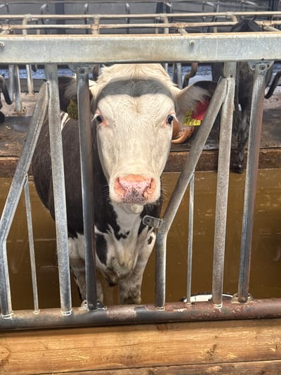 A cow with white and brown markings stands behind a metal gate in a barn. The cow has a pink nose and visible ear tags. The ground appears to be wet and muddy. The image was taken in Falköping, Sweden.