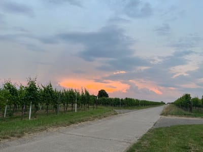 The image depicts a vineyard under a dramatic sky during sunset. The sky is filled with a mix of gray, blue, and vibrant orange and pink hues, suggesting a beautiful sunset. Rows of lush green grapevines stretch along the left and right sides of a concrete path that leads into the distance. The vineyard appears to be well-maintained, with each vine supported by poles. The ground is covered in green grass, with some dry vegetation visible near the path. In the distance, a solitary tree stands out against the colorful sky. The scene is serene and picturesque, characteristic of the wine regions in Landau in der Pfalz, Germany. There are no people or animals visible in the image.