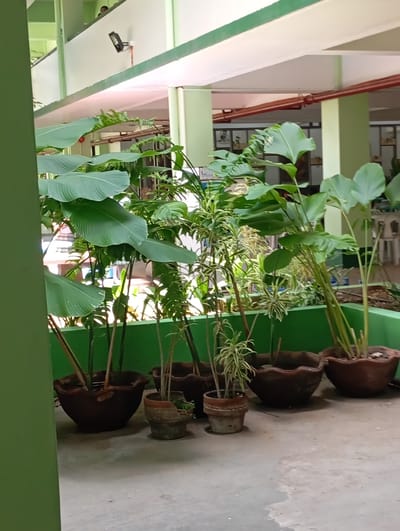 A row of potted plants, predominantly large-leafed varieties, are arranged along a green ledge. The plants are in various shades of green, with thick stalks and broad leaves. The pots are made of a dark, earthy material and are of varying sizes and shapes, with some showing signs of wear and tear. The floor is concrete, with some water stains visible. In the background, there is a building with light green walls and white trim. A red pipe runs horizontally across the upper portion of the image. Sunlight filters through the foliage, creating shadows. The scene appears to be an outdoor walkway or balcony area of a building, possibly a school or office complex, given the architectural style and the presence of a person partially visible on an upper level, suggesting a public space within Davao City, Philippines.