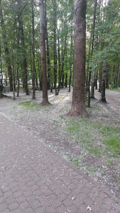 An outdoor vertical medium shot captures a paved walkway adjacent to a wooded area. The walkway, constructed of grey square pavers, is partially covered with light-colored debris. Beyond the walkway, the ground is a mixture of dirt, sparse green grass, and a significant amount of the same white debris, which appears to be poplar fluff. Numerous trees with rough, brown bark and green foliage form a dense backdrop. Sunlight filters through the canopy, casting dappled shadows on the ground. The scene suggests a park or a tree-lined street in a city.
