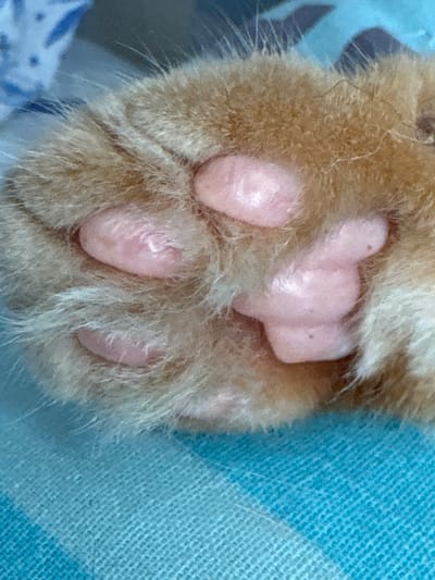 The media file shows a close-up, overhead view of a ginger cat's paw. The paw is resting on a textured, light blue fabric, possibly a blanket or towel. The cat's fur is visible around the paw, appearing soft and light brown. The paw itself has several prominent pink toe beans, with some of them partially obscured by the fur. The details of the toe beans, including their shape and some subtle lines or indentations on their surface, are clearly visible. The lighting is bright, suggesting it might be daytime, and there are no obvious environmental clues to indicate specific weather conditions or a precise indoor or outdoor setting beyond the fabric. The focus is entirely on the texture and details of the cat's paw. There is no text visible in the image.