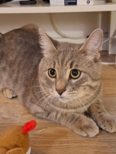 A domestic shorthair cat with tabby markings and green eyes is lying on a wooden floor. The cat is facing to the right of the frame, with its body angled slightly away. In the foreground, a small, brown stuffed toy with a red tip is visible. The background shows a light-colored shelf or furniture, with some items on it partially obscured. The scene appears to be indoors, likely in a residential setting. The location is not specified within the image itself and cannot be determined from the visual information.