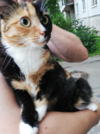 A calico cat is being held by a person's arms, with its head and chest in focus. The cat has distinct patches of black, orange, and white fur. Its left eye is a vibrant green, while its right eye appears darker. The person's arms are visible cradling the cat, supporting its body. In the background, a building with white walls and windows can be seen, along with green foliage and a paved surface that suggests an outdoor, urban environment. The scene is likely within the city of Tosno, Russia, given the architectural style and vegetation. The image captures a moment of interaction between the person and the cat.