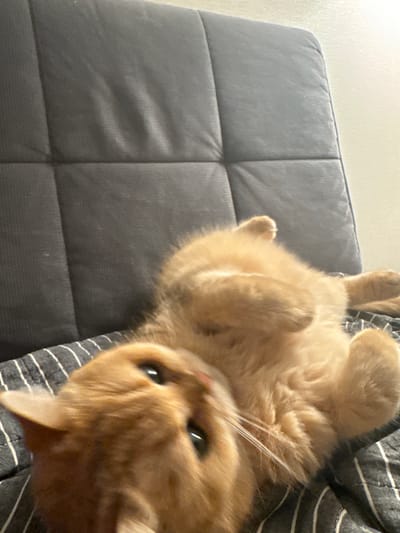 A close-up shot reveals a golden cat lying on its back. The cat's head is tilted towards the viewer, with its eyes open and focused on the camera. The background is a striped fabric and a grey, quilted cushion or headboard. The environment appears to be indoors, likely a home or living space. There is no indication of the image's location being in the city of Odintsovo, Russia.
