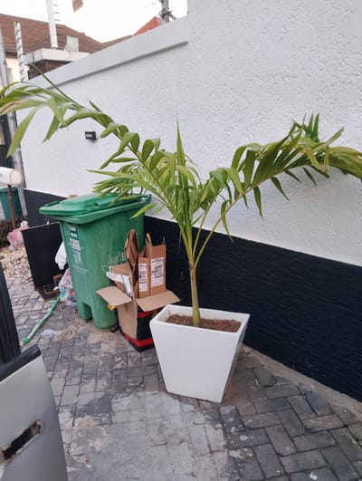 The image depicts an outdoor scene in Moba, Nigeria, with a focus on a young palm tree planted in a white square planter. The planter is positioned on a paved walkway constructed of grey interlocking bricks. To the left of the planter is a large, green trash bin with its lid open, accompanied by several cardboard boxes and bags of refuse. The background features a textured white wall, partially obscured by the palm tree's fronds, with a black horizontal band running along its base. The wall is topped by a grey coping. In the upper left portion of the image, a white mailbox is visible, along with electrical fencing and parts of residential rooftops. The scene appears to be a domestic or commercial exterior space, likely a yard or pathway next to a building, with a clear indication of waste disposal activity.