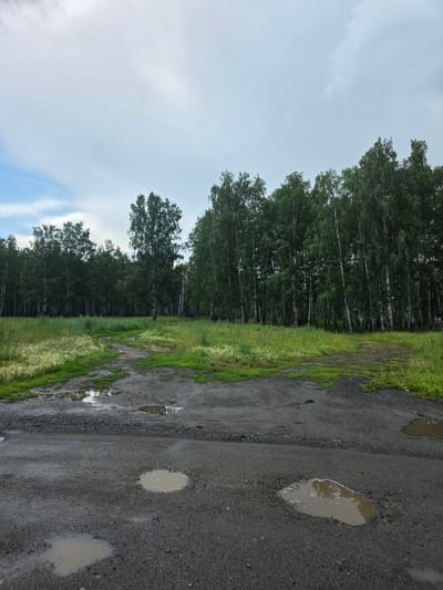 The media file captures a roadside scene on a cloudy day. The perspective is from a low angle, looking out from a paved surface that appears to be a road or path. The road is dark grey and shows signs of wear, with several puddles of murky water scattered across its surface. The texture of the asphalt is visible, with small stones and unevenness.
To the left of the road, a dense line of tall, slender trees forms a natural border. These trees, likely birches given the location context of Chelyabinsk, Russia, have distinctive white trunks and dark green foliage. They stretch upwards, creating a canopy that filters the light. Between the trees and the road, a strip of vibrant green grass grows, interspersed with taller, feathery plants that sway gently, suggesting a slight breeze.
The sky is overcast with a pale, diffused light, indicating a cloudy or overcast day. There are hints of blue sky and wispy white clouds in the distance, particularly towards the left of the frame. The overall atmosphere is serene and natural, with no people or specific objects other than the road, trees, and puddles. The scene evokes a sense of a quiet, rural or semi-rural environment, possibly after a recent rainfall, given the presence of the puddles. There is no visible text in the image.