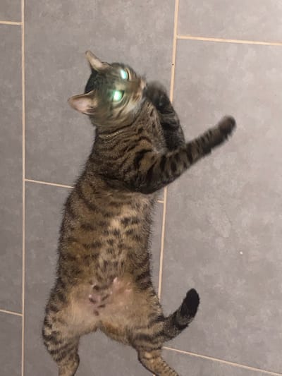 The image shows a tabby cat lying on its back on a gray tiled floor. The cat's eyes are glowing green, and its paws are raised in the air, as if it is playing or defending itself. The cat's fur is striped with dark brown and black. The floor tiles are square and arranged in a grid pattern. There are no people or other animals visible in the image. The location in the city of Alanya, Turkey is unknown.
