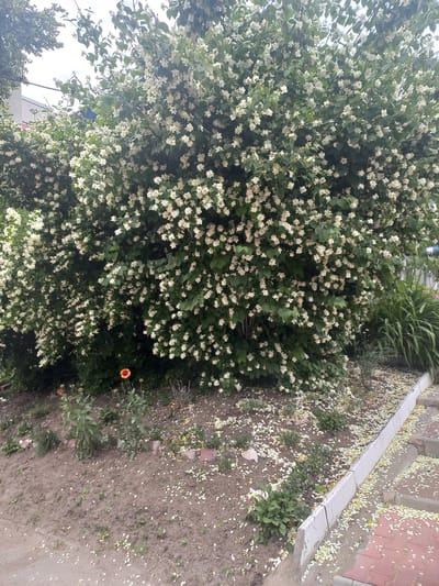 The image captures a blooming jasmine bush overflowing with small white flowers, situated in what appears to be a residential area in Ulyanovsk, Russia. The bush is densely packed with blossoms, with some petals scattered on the ground below. In the foreground, a patch of soil with a few small plants and fallen petals is visible. To the right, a paved pathway with brick steps and a concrete border can be seen. The backdrop includes a building and some greenery, suggesting an urban or suburban setting. The lighting indicates it is daytime, with the sun casting shadows, though not intensely. There are no people visible in the image.