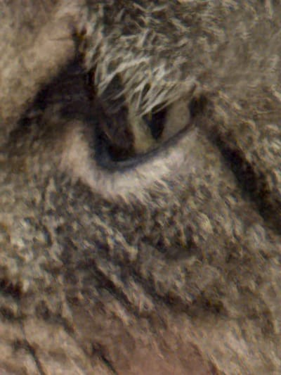The image is a close-up, pixelated, and blurred photograph of an animal's eye, likely a feline due to the shape of the pupil. The fur surrounding the eye is predominantly brown and gray with some lighter strands. The lighting is dim, and the focus is very soft, making it difficult to discern specific details. The image is too abstract to determine any context, including its location in Heniivka, Ukraine.