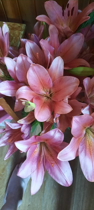 A close-up, vertical, eye-level shot captures a bouquet of pink lilies. The lilies, with their prominent stamens and spotted petals, fill the frame. Some petals are unfurled, revealing the intricate details of the flowers, while others are tightly closed. Green leaves are visible amongst the blooms. The background consists of a wooden surface, suggesting an indoor setting. The lighting is soft and diffused, highlighting the delicate textures of the petals. The image does not contain any elements that indicate a specific location in Chelyabinsk, Russia.