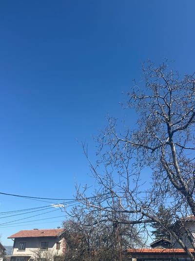 The image captures a residential scene in Resilovo, Bulgaria, under a clear, bright blue sky with a minimal, thin white cloud visible in the upper-left quadrant. The foreground and mid-ground are dominated by several deciduous trees with bare, intricate branches, suggesting a dormant season. A large, gnarled tree trunk and its extensive branch network occupy the right side of the frame, extending upwards. Multiple black utility lines traverse horizontally across the mid-section, situated below the bare tree canopy. In the mid-ground, to the left of center, a two-story house with a light-toned exterior and an orange-tiled pitched roof is visible, featuring multiple rectangular windows. Partial views of additional buildings with similar orange-tiled roofs are discernible through the bare branches and in the background. No individuals or discernible actions are present within the frame. The overall environment appears to be a quiet, possibly suburban or rural, residential area.