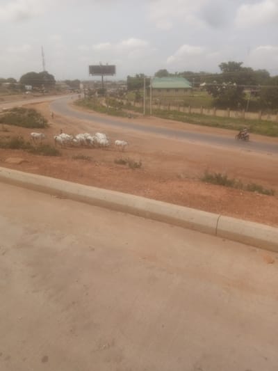 A herd of white cattle is grazing and moving along the side of a dusty, unpaved road, with a few people visible amongst them. The road curves into the distance, leading towards a cluster of buildings and trees. A motorcycle is being ridden on the paved section of the road in the mid-ground. The environment is predominantly dry and arid, with sparse vegetation and a hazy sky. In the background, there are telecommunication towers and a large billboard. The scene appears to be located in an urban or semi-urban area, possibly in Kakuri Gwari, Nigeria, given the characteristic red earth and scattered development.