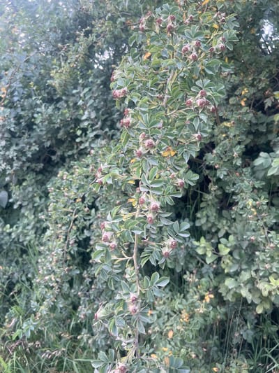 The media file captures a close-up view of a dense shrub with numerous small, green leaves and developing rose hips. The leaves are ovate with serrated edges, and some exhibit a slight variegation of light green or white along their margins. Small, reddish-brown buds or developing fruits are scattered throughout the branches. The overall impression is one of abundant foliage and the early stages of fruit development on a healthy plant. The lighting suggests it might be daytime, possibly overcast or in shaded conditions, as there are no harsh shadows. The background is filled with more of the same shrubbery, creating a sense of depth and indicating a natural setting. There are no people or specific objects visible, only the plant material. The context provided places the scene in Bârnova, Romania, suggesting a temperate climate where such shrubs would thrive. The image focuses solely on the plant's natural growth and is devoid of any text.