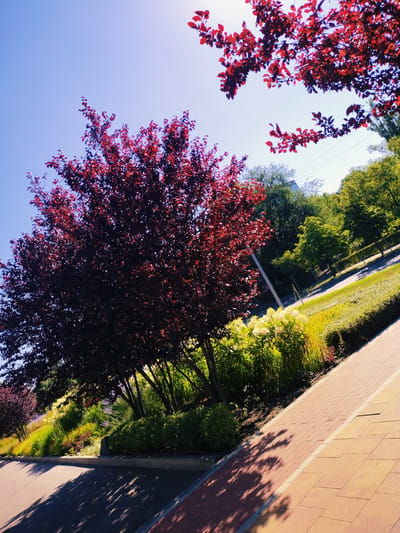 A tree with dark red leaves is in the foreground, casting shadows on a paved walkway. Beyond the tree is a lawn with green grass and a bed of flowering plants. In the background are more trees and a clear blue sky. The image appears to have been taken in the city of Horishni Plavni, Ukraine, as suggested by the context.