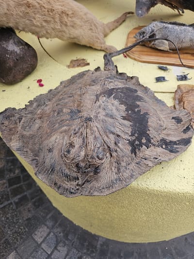 The image depicts a taxidermied stingray, fish, and a small mammal, possibly a rodent, mounted on a yellow surface. Three shark egg cases are also present. The display is located in Iquique, Chile, judging by the stone pavement visible in the background.