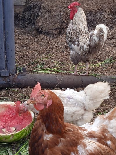 A close-up, eye-level outdoor shot captures a scene featuring several chickens and a rooster in what appears to be a farmyard or rural setting. The ground is covered with dry straw and some green vegetation. In the foreground, a brown and white chicken is partially visible, facing to the left. To its left, a half-eaten watermelon rind serves as a food source, with another chicken partially visible inside it. In the middle ground, a white chicken is positioned behind the brown one, facing left. Dominating the background is a rooster with ornate white and brown speckled feathers and a bright red comb, standing on a dark, cylindrical object. Behind the rooster is a pile of dark, matted material. The scene is lit with natural daylight, casting soft shadows. The location is identified as Taysuganova, Russia.