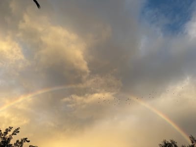 A scenic view of a rainbow arching across a cloudy sky. The sky is a mix of gray and white clouds, with a patch of blue visible in the upper right. A flock of birds is flying in the middle of the rainbow's path. Tree silhouettes are visible at the bottom edges of the frame. A palm leaf is in the top left corner. The light creates a warm, golden tone in the clouds near the horizon.