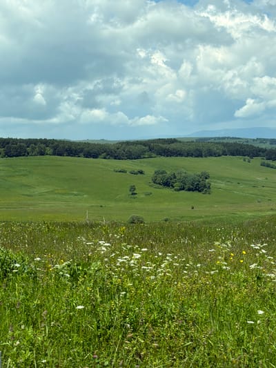 The image depicts a lush green hillside with scattered white and yellow wildflowers. The landscape is characterized by rolling hills and a dense forest line running along the middle ground. In the background, distant mountains are faintly visible. The sky above is filled with dramatic, heavy clouds, suggesting a potentially overcast or stormy day. The foreground is a meadow, vibrant with various shades of green grass and interspersed with numerous small flowers. The image is oriented vertically, giving a sense of looking up the hillside. No people, objects, or text are visible in the scene. The setting appears to be a natural, open landscape, likely in a rural or mountainous region, consistent with the provided location context of Kislovodsk, Russia. The overall impression is one of natural beauty and expansive scenery under a dynamic sky.