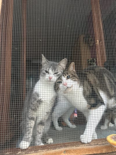 This image depicts two domestic cats observed from an exterior vantage point through a wire mesh screen, which is part of a window or door in Schiltigheim, France. The fine, grey wire mesh covers the entire foreground, creating a grid pattern over the scene. On the left, a smaller grey and white tabby cat stands upright, with its eyes partially closed and its head gently pressed against the second cat. On the right, a larger brown and white tabby cat stands, looking slightly upwards and to the left with its eyes open, its head also touching the first cat's head. Both cats display pink noses. The immediate background behind the cats appears to be an indistinct, dark interior space with hints of brown wooden structures. The wire mesh is mounted within a brown wooden frame, visible along the left and bottom edges of the image. A silver screw head is embedded in the bottom section of this wooden frame. To the lower right, positioned on the exterior side of the wooden frame, a small, light-colored, disc-shaped object with a brown spot is present.